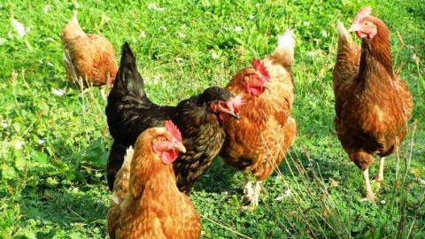 Beginners Guide To Chickens