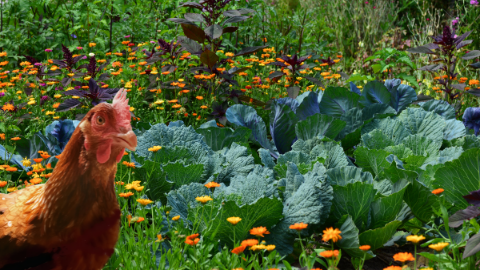 Garden Plants For Chickens To Eat