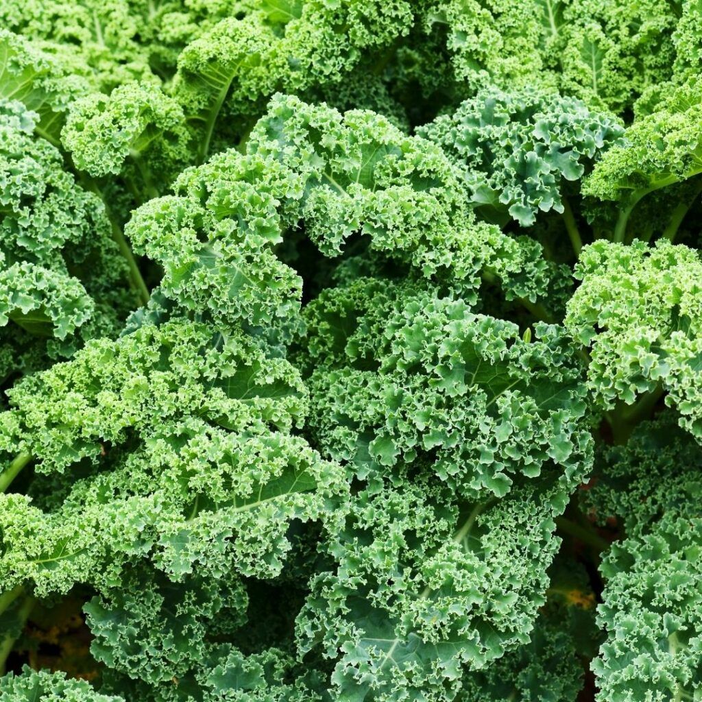 best garden plants for chickens - Kale
