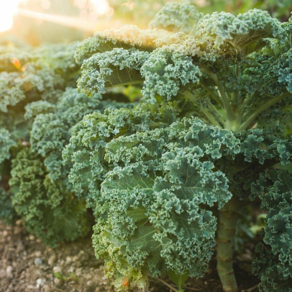 best garden plants for chickens - Kale