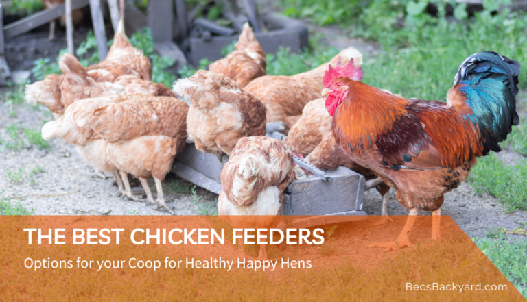 The Best Chicken Feeders For Happy Hens