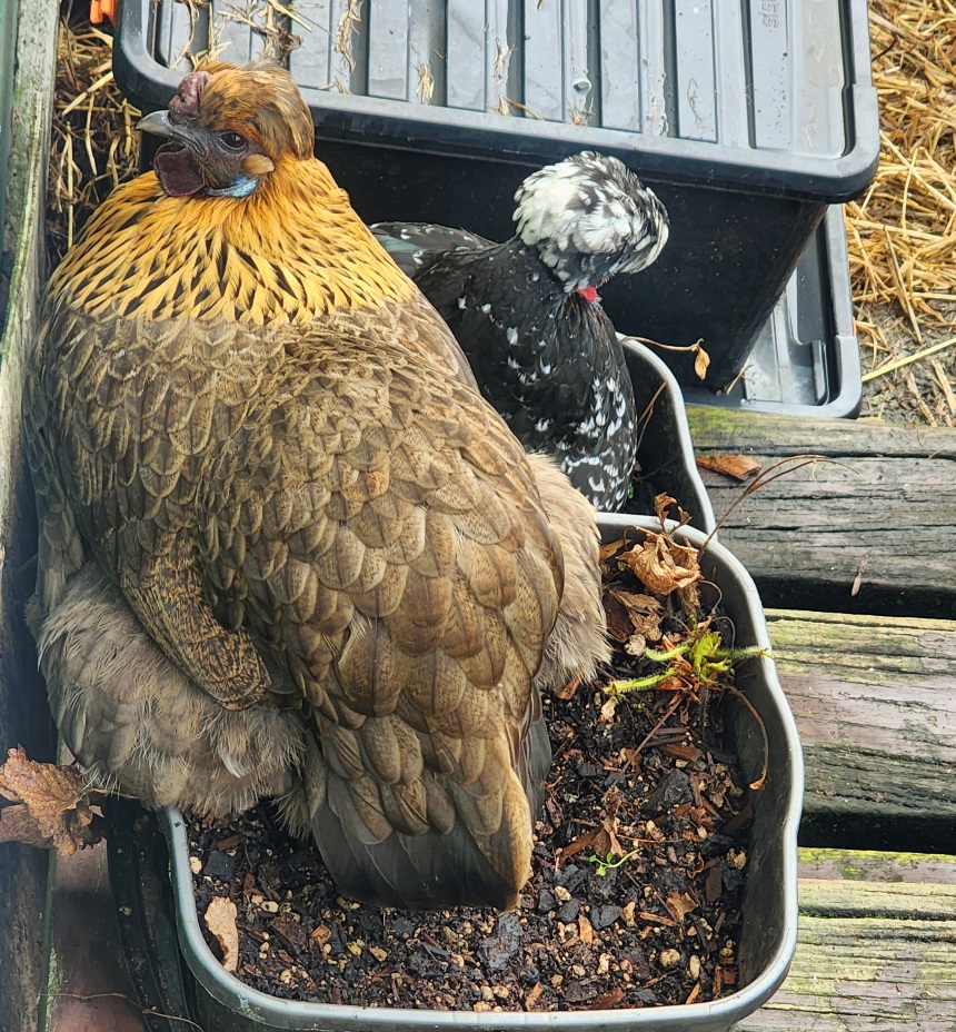 How To Make A Chicken Dust Bath