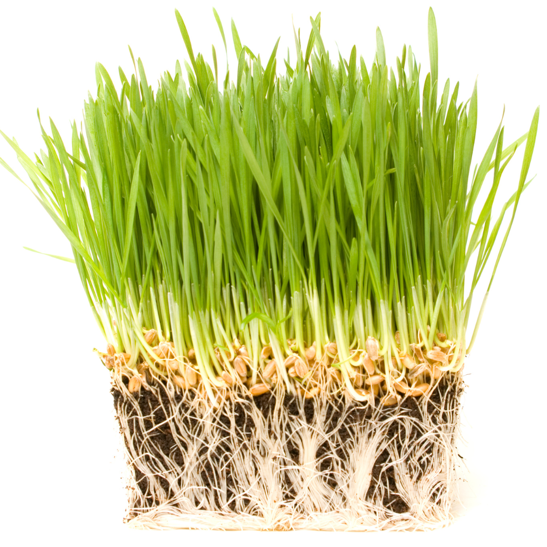 10 Quick Growing Plants For Chickens Becs Backyard