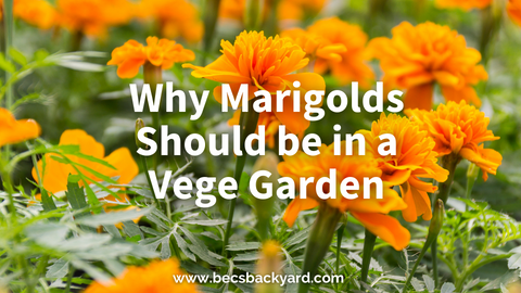 Why Plant Marigolds in a Vegetable Garden