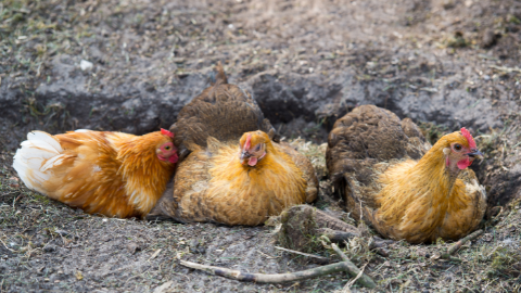 How to Make a Chicken Dust Bath in 3 Simple Steps
