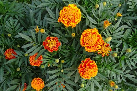 Why Plant Marigolds in a Vegetable Garden