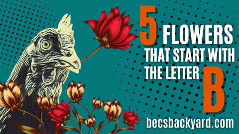 5 flowers that start with the letter B