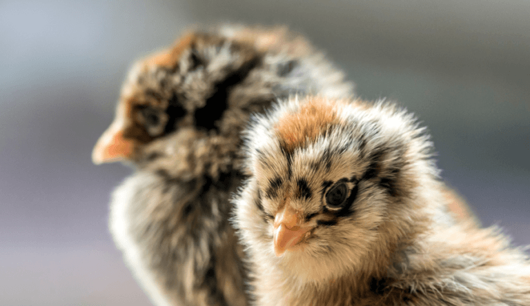 The 4 Best Chickens For Beginners