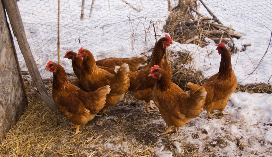 How To Keep Chickens Warm In Winter Becs Backyard