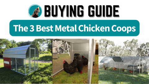The 3 Best Metal Chicken Coops for Backyard Chickens