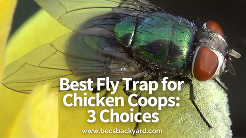 Best Fly Trap for Chicken Coop