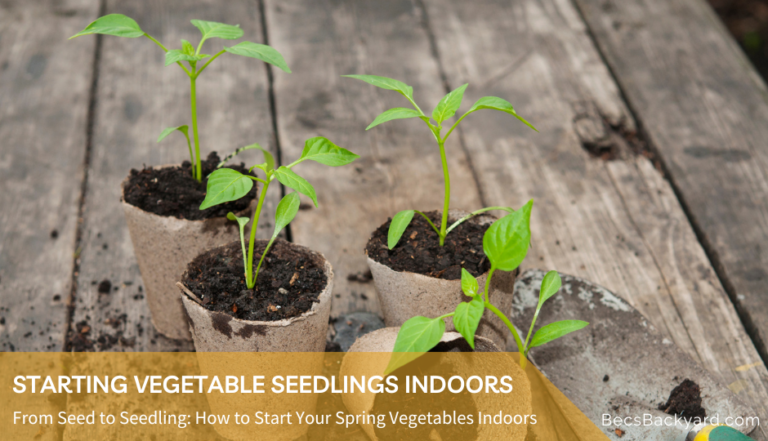 Starting Vegetable Seedlings Indoors : Become a Green Thumb Master