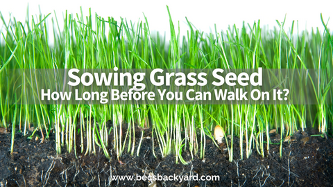 How Long After Planting Grass Seed Can You Walk on It
