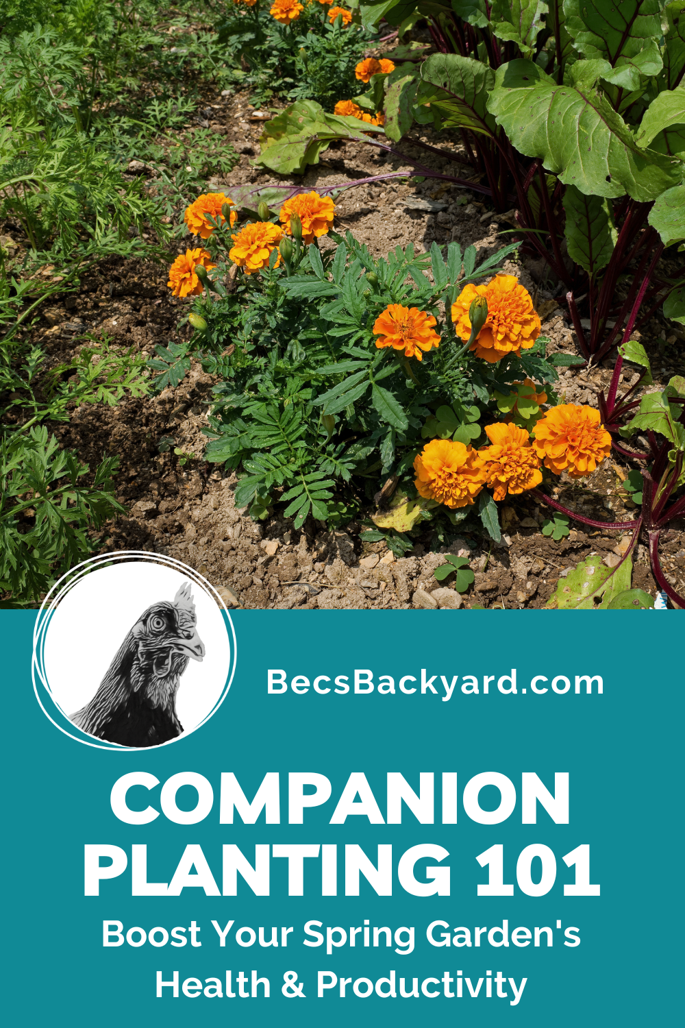 benefits of companion planting