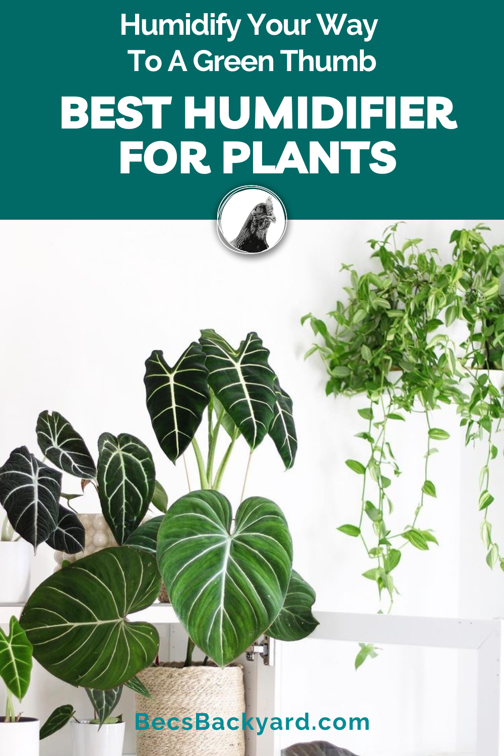 Best-Humidifier-for-Plants