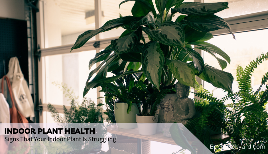 Indoor Plant Health