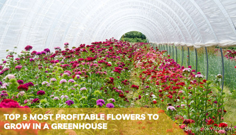 5 Most Profitable Flowers to Grow in a Greenhouse
