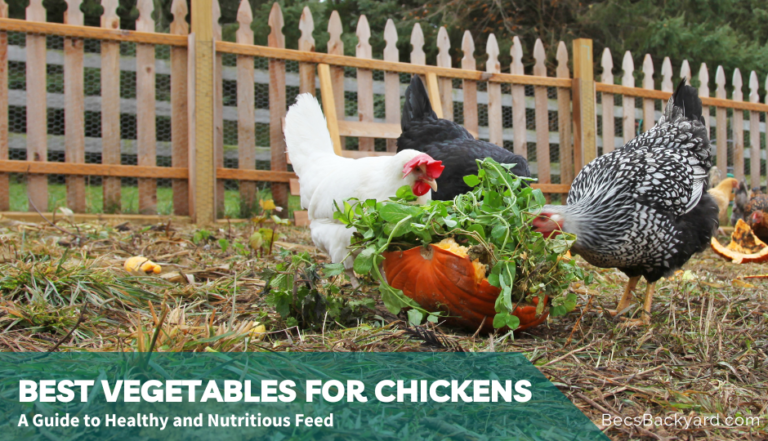 Best Vegetables for Chickens: A Guide to Healthy and Nutritious Feed