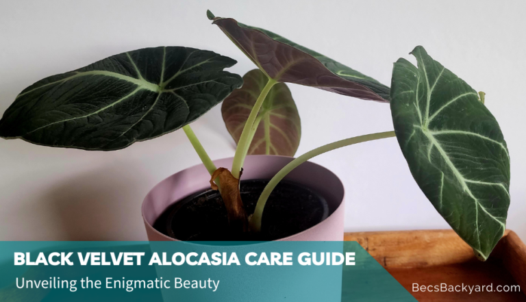 Black Velvet Alocasia Care Guide