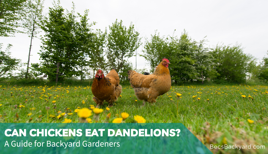 Can Chickens Eat Dandelions? A Guide for Backyard Gardeners