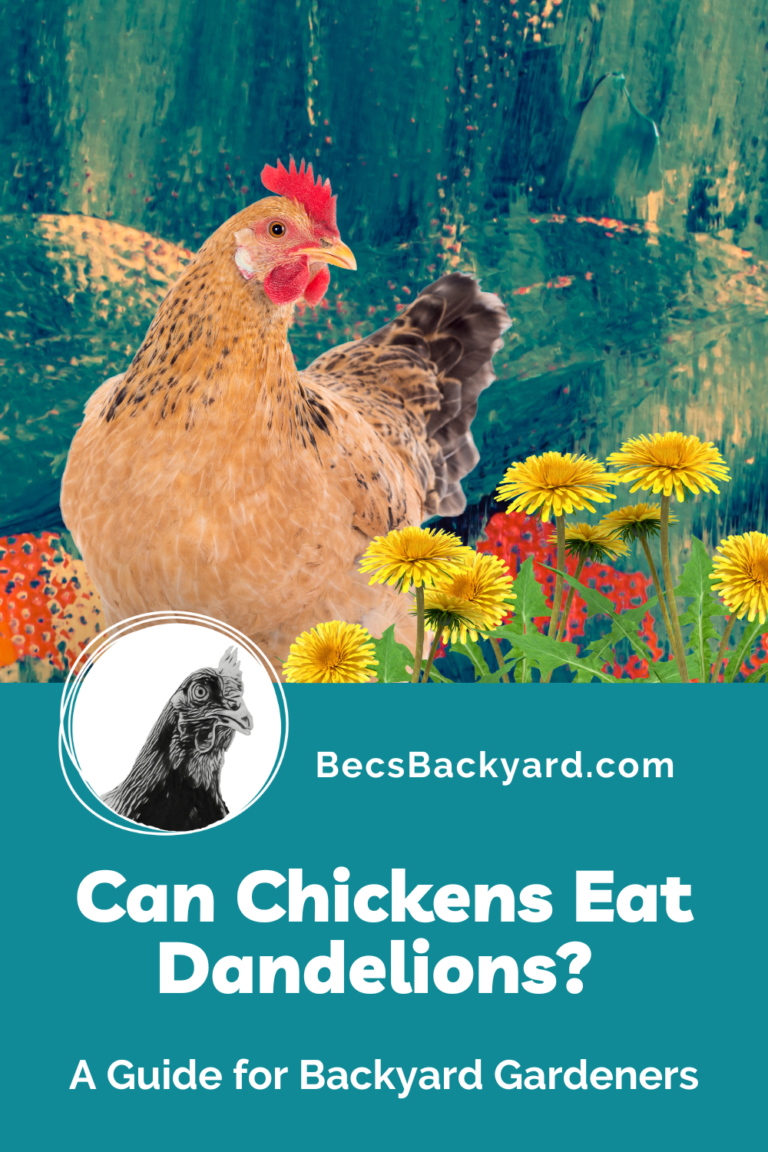 Can Chickens Eat Dandelions? A Guide for Backyard Gardeners Becs Backyard