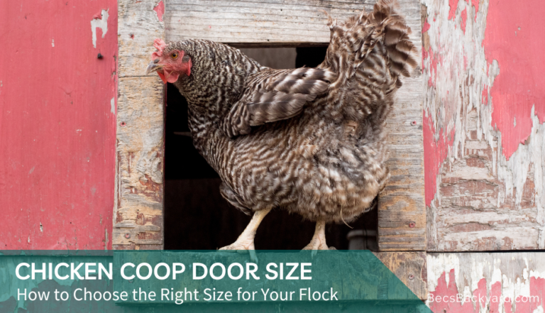 Chicken Coop Door Size: How to Choose the Right Size for Your Flock
