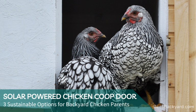 Best Solar Powered Chicken Coop Door : 3 Sustainable Options for Backyard Chicken Parents