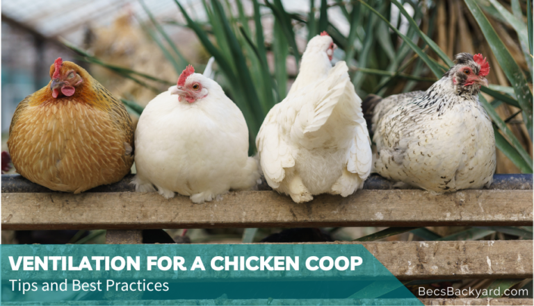 Ventilation for a Chicken Coop: Tips and Best Practices