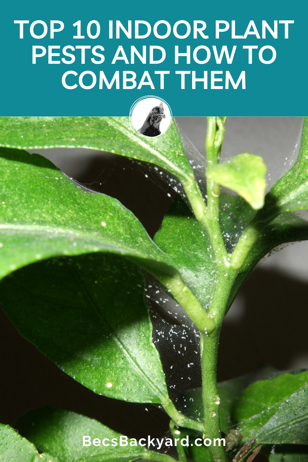 Top 10 Indoor Plant Pests And How To Combat Them Becs Backyard