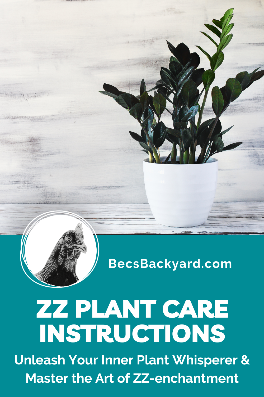 ZZ Plant Care Instructions Becs Backyard