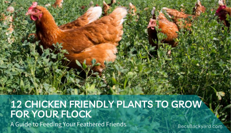 12 Chicken Friendly Plants to Grow for Your Flock : A Guide to Feeding Your Feathered Friends
