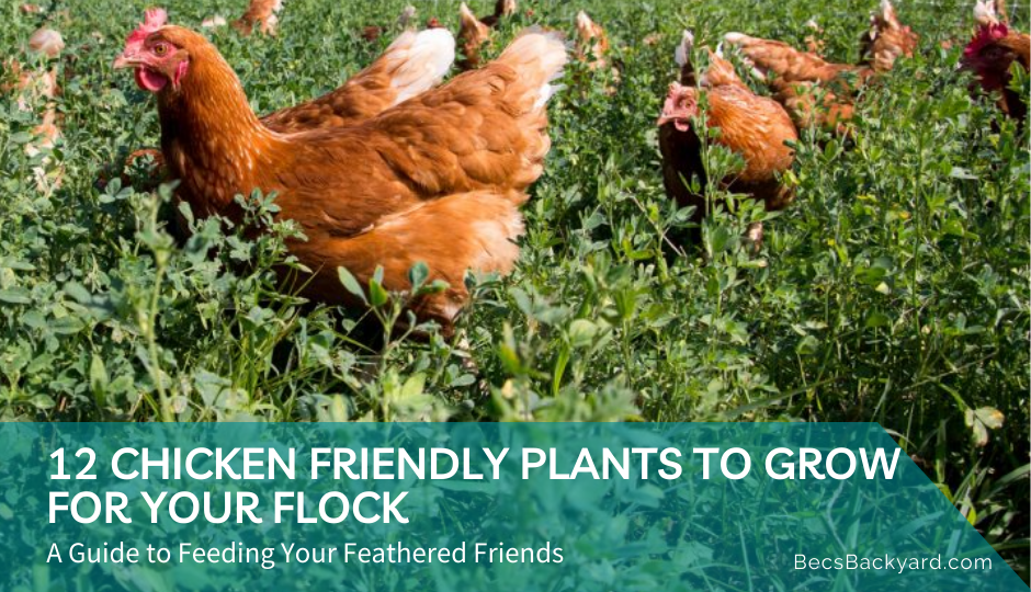 Chicken Friendly Plants to Grow