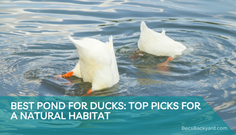 Best Pond for Ducks: Top Picks for a Natural Habitat