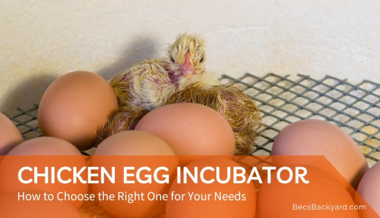 Chicken Egg Incubator: How to Choose the Right One for Your Needs