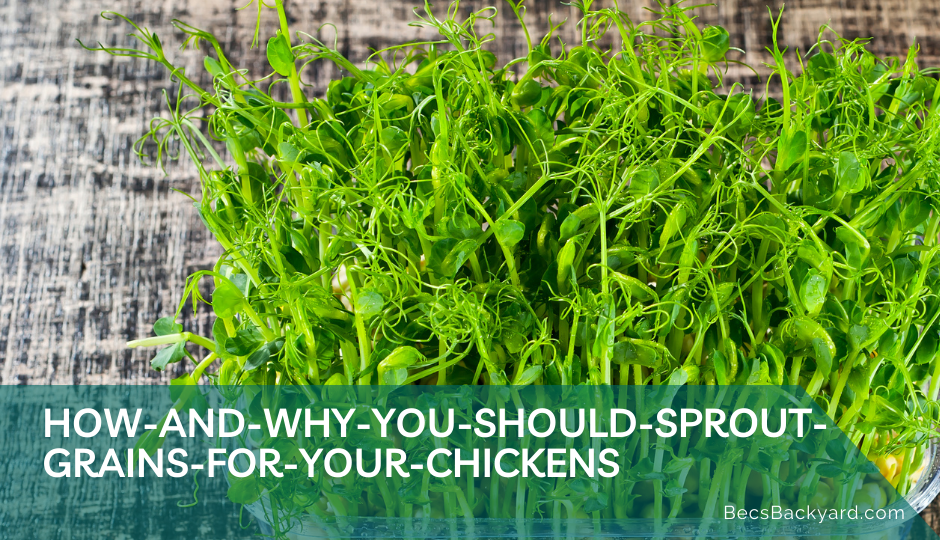How and Why : Sprouting Grains for Chickens
