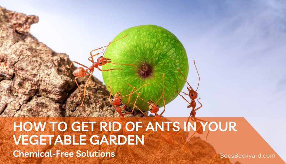 How to Get Rid of Ants in Your Vegetable Garden