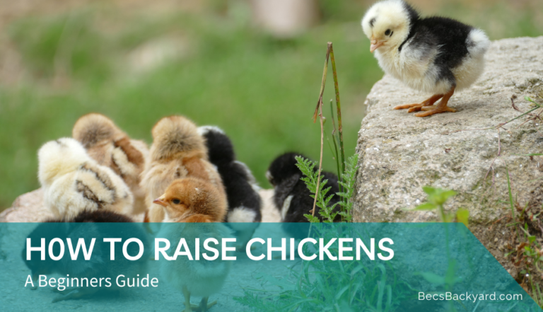 How to Raise Chickens: A Beginner’s Guide