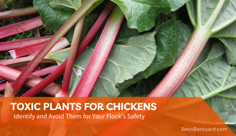 Identify and Avoid Toxic Plants for Chickens