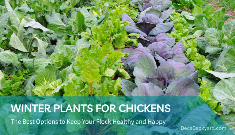Winter Plants for Chickens: The Best Options to Keep Your Flock Healthy and Happy