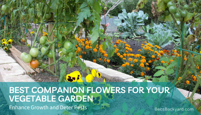 Best Companion Flowers for Your Vegetable Garden: Enhance Growth and Deter Pests