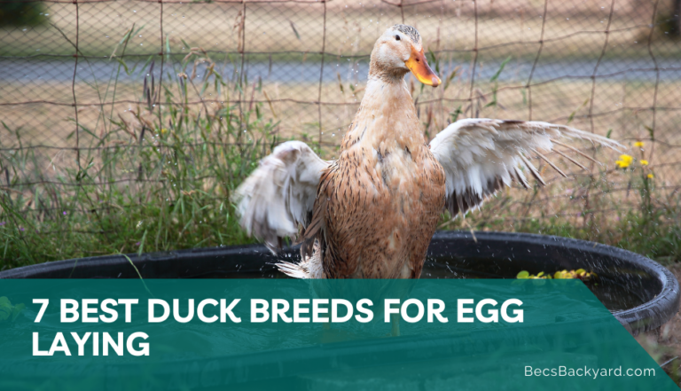 7 Best Duck Breeds for Egg Laying