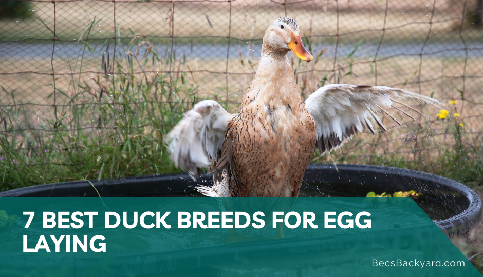 best duck breeds for egg laying