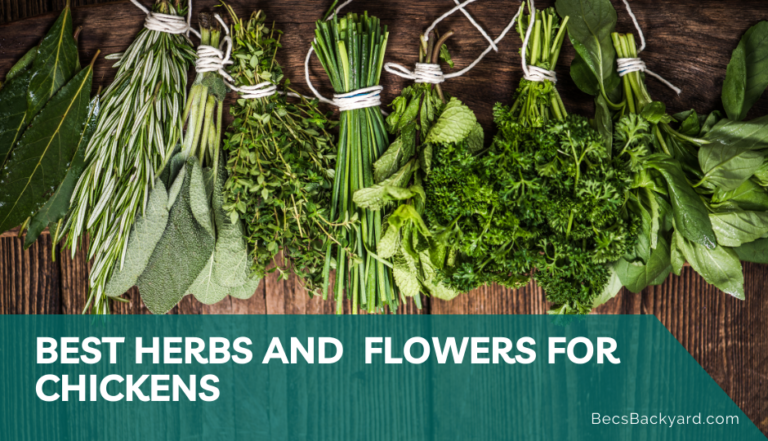 Best Herbs and Flowers for Chickens: A Comprehensive Guide