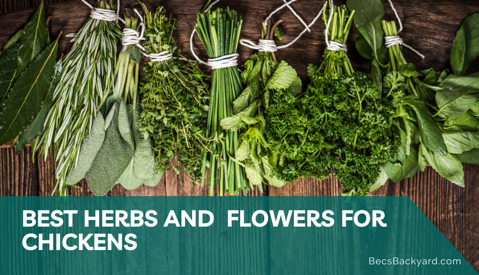 best herbs and flowers for chickens