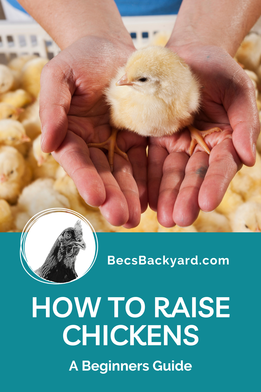 How to Raise Chickens A Beginner's Guide