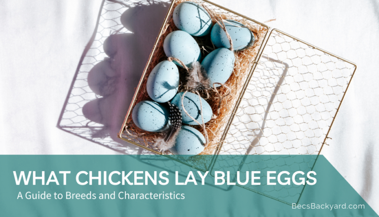 What Chickens Lay Blue Eggs: A Guide to 3 Breeds and their Characteristics