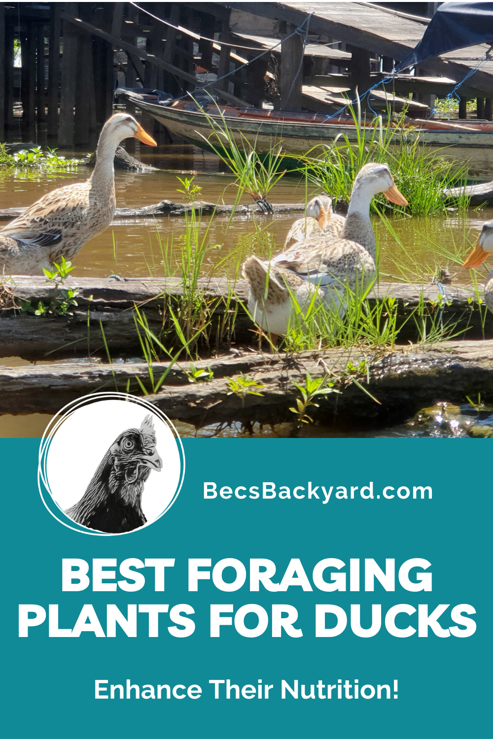 Best Foraging Plants for Ducks 2024 Enhance Their Nutrition!