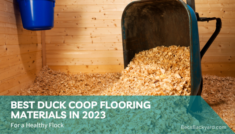 Best Duck Coop Flooring Materials in 2023: For a Healthy Flock