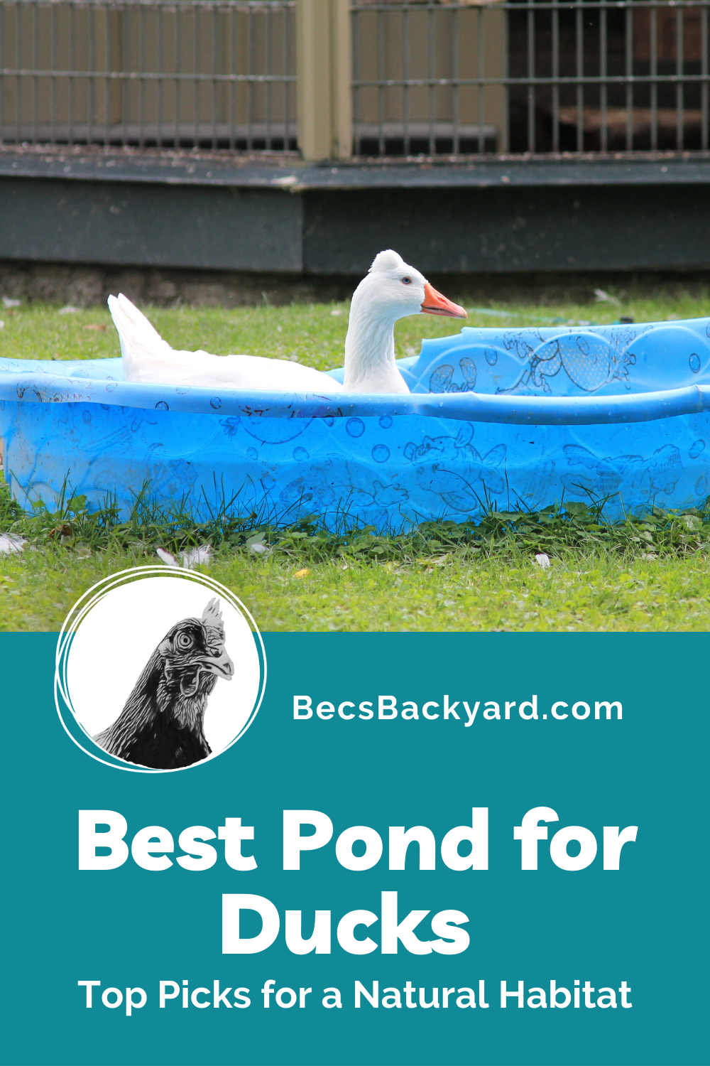 Best Pond for Ducks Top Picks for a Natural Habitat