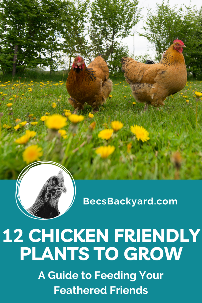 12 Chicken Friendly Plants to Grow for Your Flock A Guide to Feeding